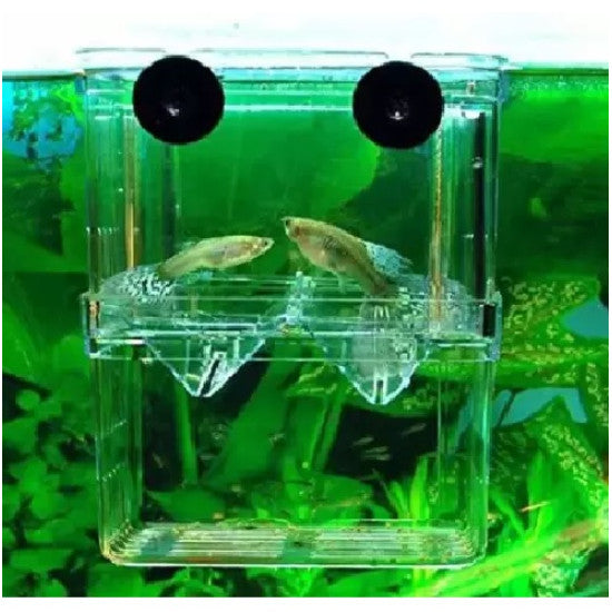 PF Aquarium Isolation Box (for breeding or quarantine use)