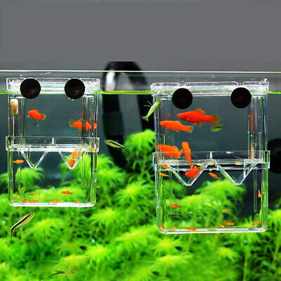 PF Aquarium Isolation Box (for breeding or quarantine use)